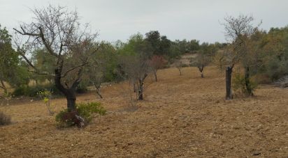 Terrain agricole à São Brás de Alportel de 3 400 m²