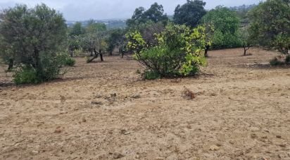 Terreno Agrícola em São Brás de Alportel de 3 400 m²
