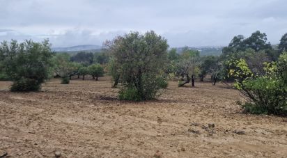 Terreno Agrícola em São Brás de Alportel de 3 400 m²