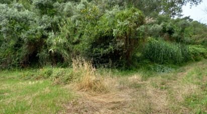 Terrain à Santo Isidoro de 4 000 m²