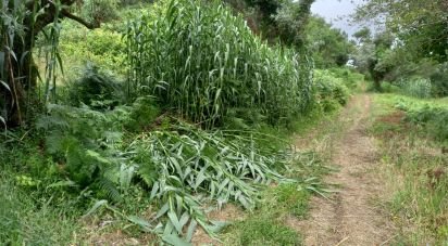 Terrain à Santo Isidoro de 4 000 m²