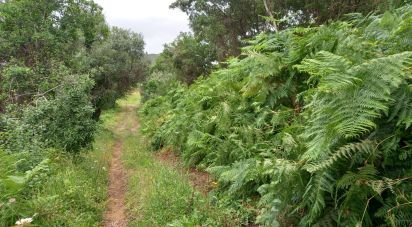 Terrain à Santo Isidoro de 4 000 m²