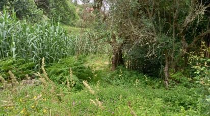 Terrain à Santo Isidoro de 4 000 m²