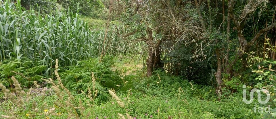 Land in Santo Isidoro of 4,000 m²
