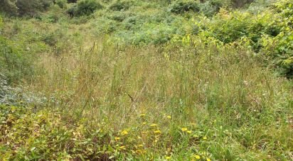 Terrain à Santo Isidoro de 4 000 m²