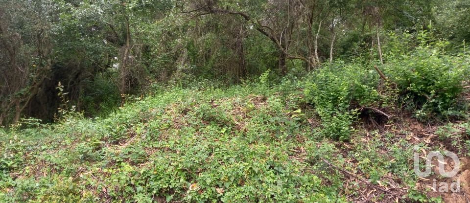 Land in Santo Isidoro of 4,000 m²