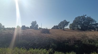 Terreno em Algoz e Tunes de 1 400 m²