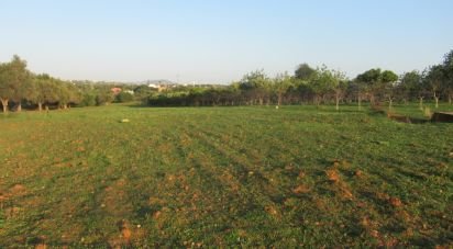 Terreno Agrícola em Boliqueime de 7 000 m²