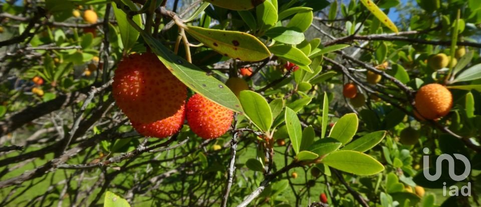 Country home T1 in Luz de Tavira e Santo Estêvão of 166 m²