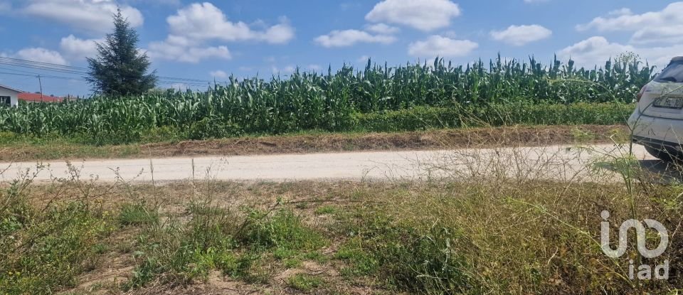 Terrain à Batalha de 4 345 m²