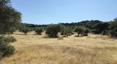 Terrain à São Brás e São Lourenço de 41 000 m²