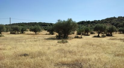 Terrain à São Brás e São Lourenço de 41 000 m²