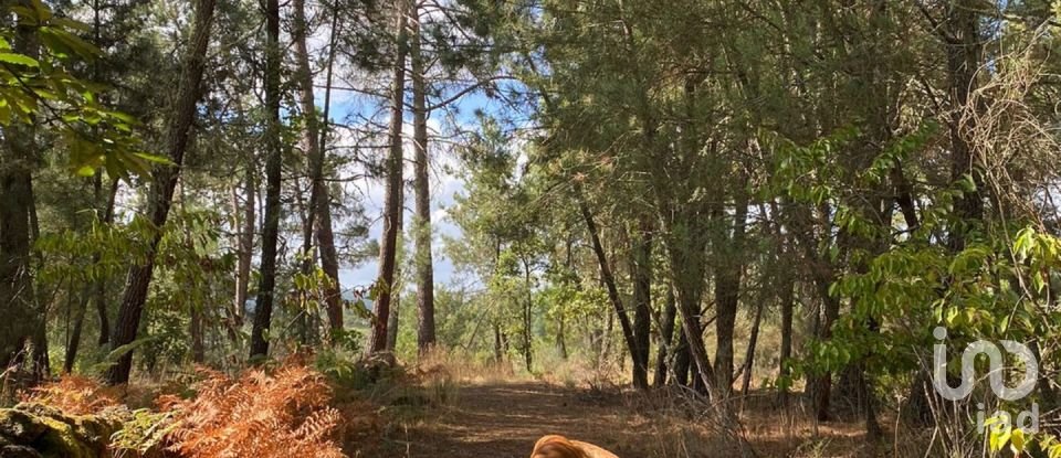 Gîte T4 à Penso e Freixinho de 100 m²