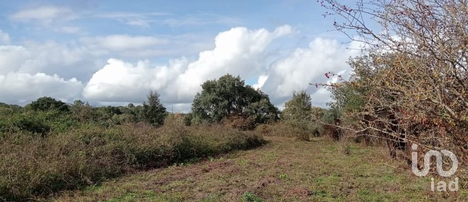 Land in Almoster of 20,000 m²
