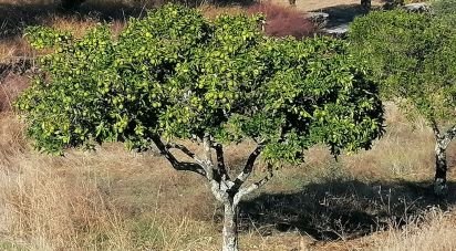 Terrain à Cebolais de Cima e Retaxo de 9 500 m²