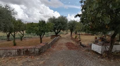 Ferme T5 à Tinalhas de 32 625 m²