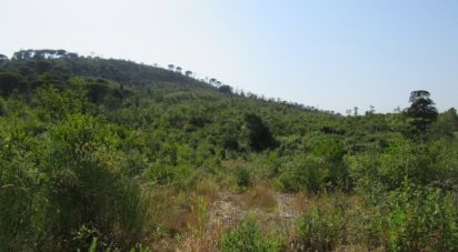 Land in Condeixa-a-Velha e Condeixa-a-Nova of 63,330 m²