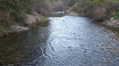 Ferme T0 à Poiares de 12 000 m²