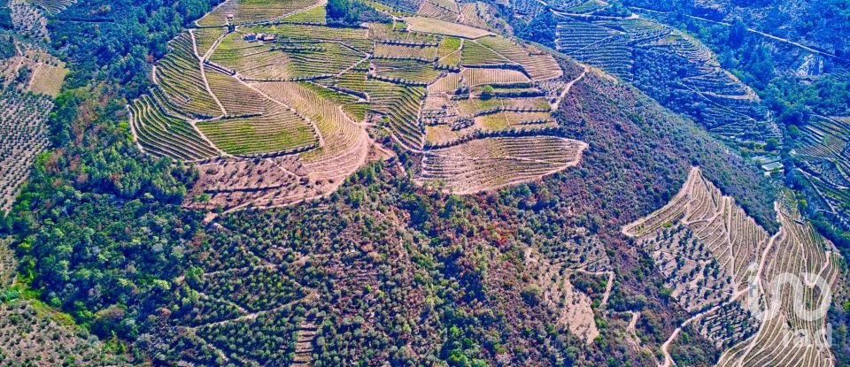 Ferme T0 à Barcos e Santa Leocádia de 290 000 m²