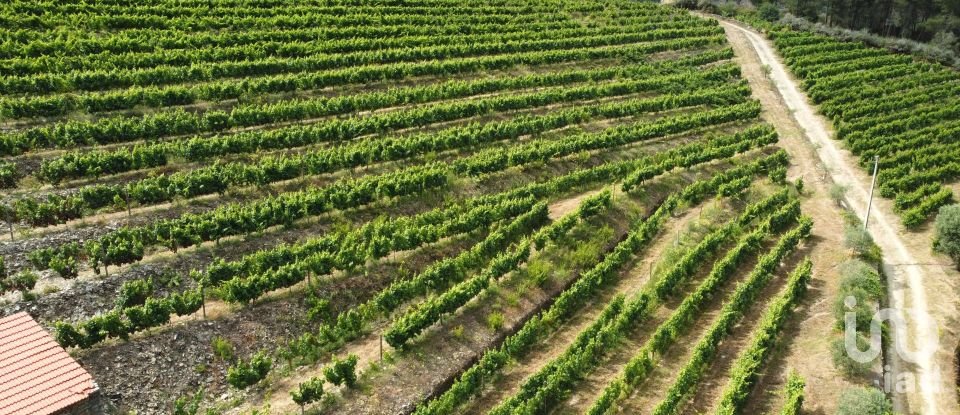 Ferme T0 à Barcos e Santa Leocádia de 290 000 m²