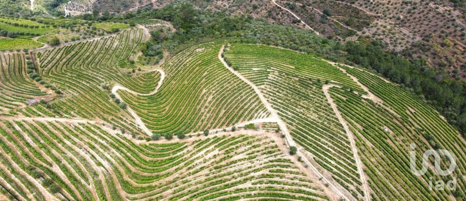Ferme T0 à Barcos e Santa Leocádia de 290 000 m²