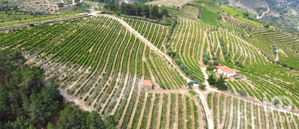 Ferme T0 à Barcos e Santa Leocádia de 290 000 m²
