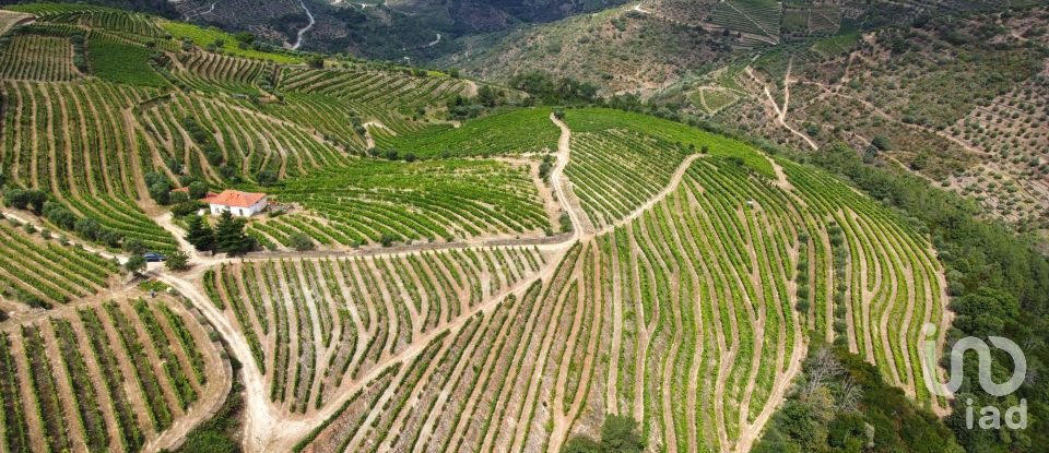 Ferme T0 à Barcos e Santa Leocádia de 290 000 m²