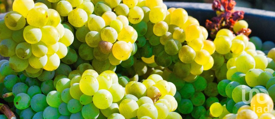 Ferme T0 à Barcos e Santa Leocádia de 290 000 m²