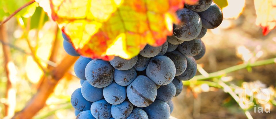 Ferme T0 à Barcos e Santa Leocádia de 290 000 m²