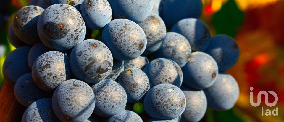 Ferme T0 à Barcos e Santa Leocádia de 290 000 m²