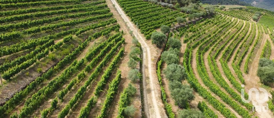 Ferme T0 à Barcos e Santa Leocádia de 290 000 m²