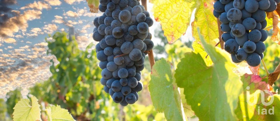 Ferme T0 à Barcos e Santa Leocádia de 290 000 m²