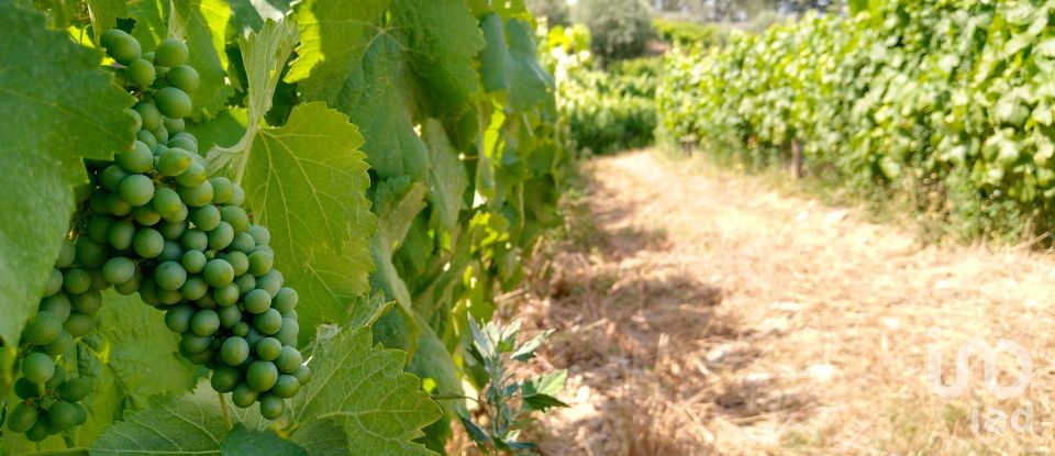 Ferme T0 à Barcos e Santa Leocádia de 290 000 m²