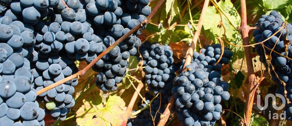 Ferme T0 à Barcos e Santa Leocádia de 290 000 m²