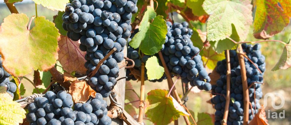 Ferme T0 à Barcos e Santa Leocádia de 290 000 m²