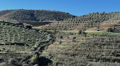 Ferme T7 à Freixo de Numão de 1 116 m²