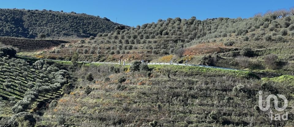 Farm T7 in Freixo de Numão of 1,116 m²