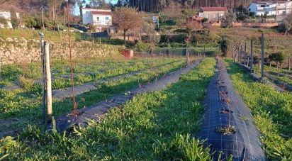Ferme T2 à Sever do vouga de 11 000 m²
