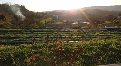 Ferme T2 à Sever do vouga de 11 000 m²