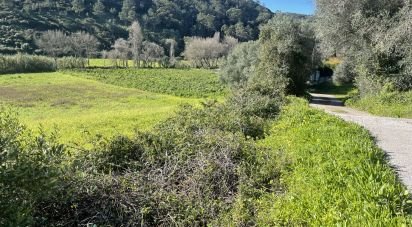 Terrain à Santo Isidoro de 9 062 m²