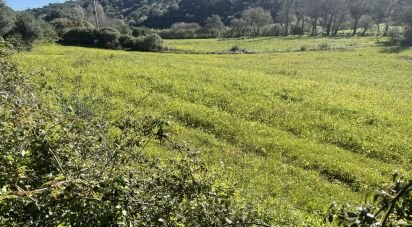 Terrain à Santo Isidoro de 9 062 m²