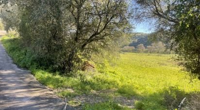 Terrain à Santo Isidoro de 9 062 m²