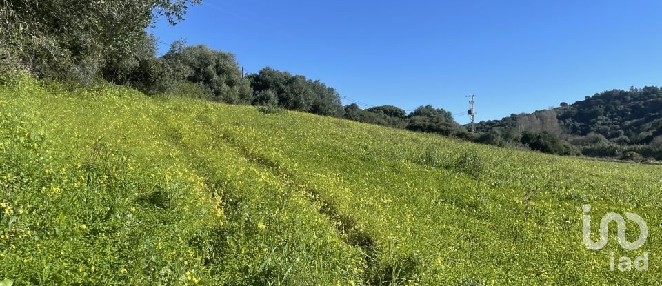 Terreno em Santo Isidoro de 9 062 m²