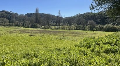 Land in Santo Isidoro of 9,062 m²