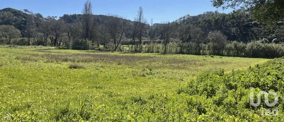 Land in Santo Isidoro of 9,062 m²