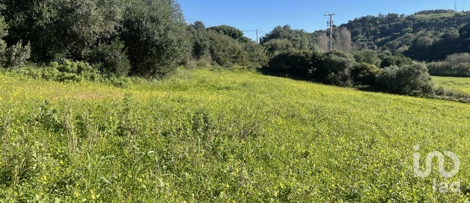 Terreno em Santo Isidoro de 9 062 m²