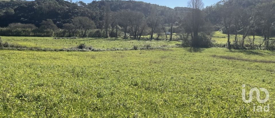 Terreno em Santo Isidoro de 9 062 m²