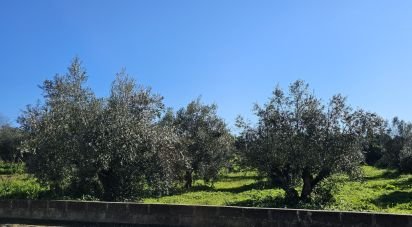 Terrain à bâtir à Chamusca e Pinheiro Grande de 8 560 m²
