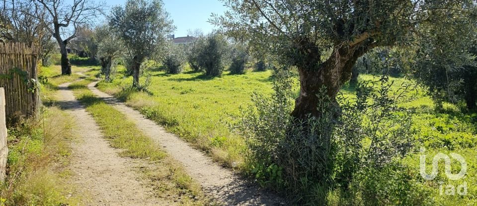 Building plot in Chamusca e Pinheiro Grande of 8,560 m²