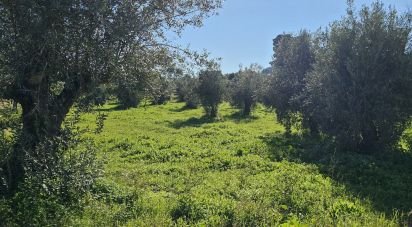 Terrain à bâtir à Chamusca e Pinheiro Grande de 8 560 m²